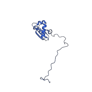 24412_8eug_X_v1-2
Ytm1 associated nascent 60S ribosome State 3