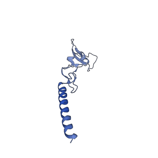 24412_8eug_g_v1-2
Ytm1 associated nascent 60S ribosome State 3