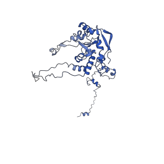 24420_8euy_C_v1-2
Ytm1 associated nascent 60S ribosome (-fkbp39) State 1A