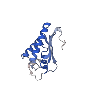 24420_8euy_P_v1-2
Ytm1 associated nascent 60S ribosome (-fkbp39) State 1A