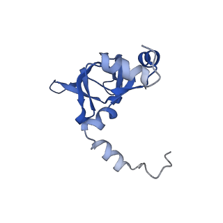 24420_8euy_Y_v1-2
Ytm1 associated nascent 60S ribosome (-fkbp39) State 1A