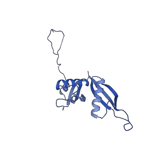 24423_8eui_S_v1-2
Ytm1 associated nascent 60S ribosome (-fkbp39) State 3