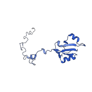 24423_8eui_a_v1-2
Ytm1 associated nascent 60S ribosome (-fkbp39) State 3