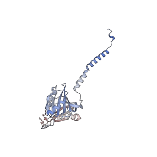 24421_8ev3_A_v1-2
Ytm1 associated 60S nascent ribosome (-Fkbp39) State 1B