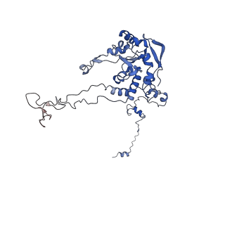 24421_8ev3_C_v1-2
Ytm1 associated 60S nascent ribosome (-Fkbp39) State 1B