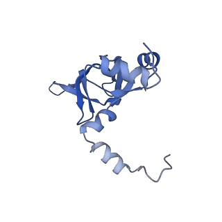 24421_8ev3_Y_v1-2
Ytm1 associated 60S nascent ribosome (-Fkbp39) State 1B