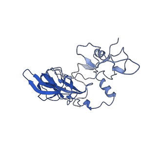 28633_8evq_AA_v1-0
Hypopseudouridylated Ribosome bound with TSV IRES, eEF2, GDP, and sordarin, Structure I