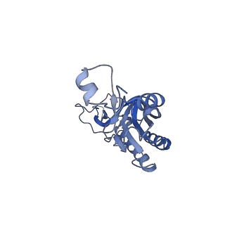 28633_8evq_AI_v1-0
Hypopseudouridylated Ribosome bound with TSV IRES, eEF2, GDP, and sordarin, Structure I