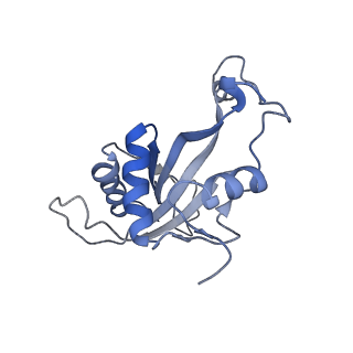 28633_8evq_AJ_v1-0
Hypopseudouridylated Ribosome bound with TSV IRES, eEF2, GDP, and sordarin, Structure I