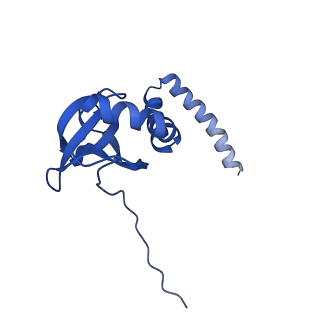 28633_8evq_AM_v1-0
Hypopseudouridylated Ribosome bound with TSV IRES, eEF2, GDP, and sordarin, Structure I