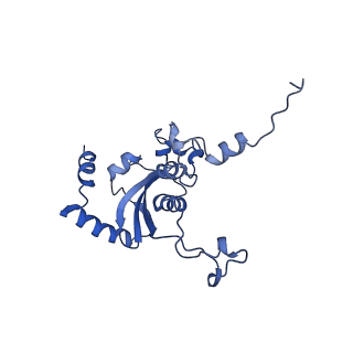 28633_8evq_AN_v1-0
Hypopseudouridylated Ribosome bound with TSV IRES, eEF2, GDP, and sordarin, Structure I