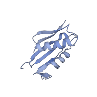 28633_8evq_AU_v1-0
Hypopseudouridylated Ribosome bound with TSV IRES, eEF2, GDP, and sordarin, Structure I