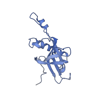 28633_8evq_AZ_v1-0
Hypopseudouridylated Ribosome bound with TSV IRES, eEF2, GDP, and sordarin, Structure I