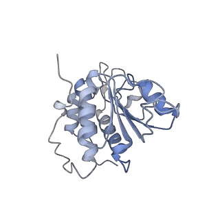 28633_8evq_BA_v1-0
Hypopseudouridylated Ribosome bound with TSV IRES, eEF2, GDP, and sordarin, Structure I