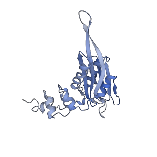 28633_8evq_BC_v1-0
Hypopseudouridylated Ribosome bound with TSV IRES, eEF2, GDP, and sordarin, Structure I