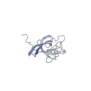 28633_8evq_BL_v1-0
Hypopseudouridylated Ribosome bound with TSV IRES, eEF2, GDP, and sordarin, Structure I