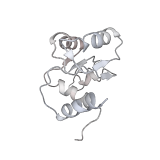 28633_8evq_BM_v1-0
Hypopseudouridylated Ribosome bound with TSV IRES, eEF2, GDP, and sordarin, Structure I