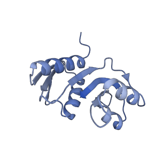 28633_8evq_BW_v1-0
Hypopseudouridylated Ribosome bound with TSV IRES, eEF2, GDP, and sordarin, Structure I