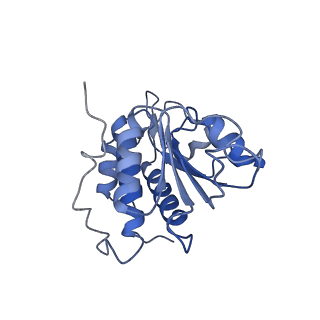 28635_8evs_BA_v2-0
Hypopseudouridylated yeast 80S bound with Taura syndrome virus (TSV) internal ribosome entry site (IRES), eEF2 and GDP, Structure II