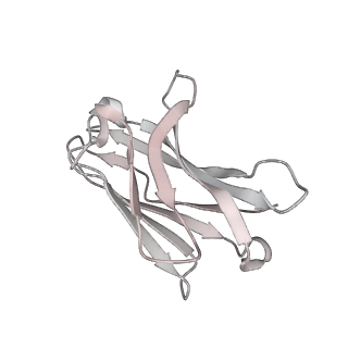 28686_8eyg_E_v1-0
SARS-CoV-2 spike protein complexed with two nanobodies