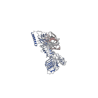 28693_8eyr_A_v1-1
Cryo-EM structure of two IGF1 bound full-length mouse IGF1R mutant (four glycine residues inserted in the alpha-CT; IGF1R-P674G4): symmetric conformation