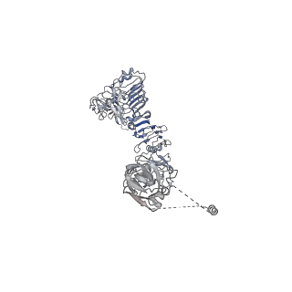28723_8eyx_A_v1-1
Cryo-EM structure of 4 insulins bound full-length mouse IR mutant with physically decoupled alpha CTs (C684S/C685S/C687S; denoted as IR-3CS) Asymmetric conformation 1