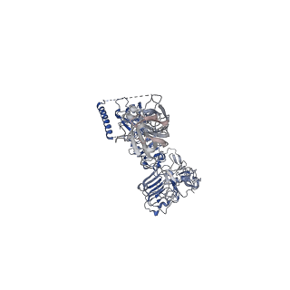 28725_8ez0_A_v1-2
Cryo-EM structure of 4 insulins bound full-length mouse IR mutant with physically decoupled alpha CTs (C684S/C685S/C687S; denoted as IR-3CS) Symmetric conformation