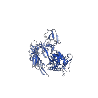 28756_8f0g_C_v1-0
Structure of SARS-CoV-2 Omicron BA.1 spike in complex with antibody Fab 1C3