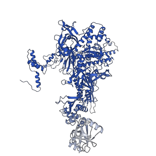 28785_8f1j_I_v1-0
SigN RNA polymerase early-melted intermediate bound to mismatch DNA fragment dhsU36mm2 (-12A)