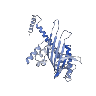 4168_6f1t_L_v1-3
Cryo-EM structure of two dynein tail domains bound to dynactin and BICDR1