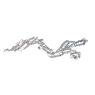 4168_6f1t_e_v1-3
Cryo-EM structure of two dynein tail domains bound to dynactin and BICDR1