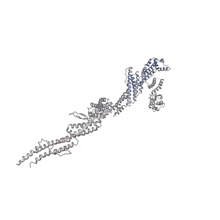 4168_6f1t_n_v1-3
Cryo-EM structure of two dynein tail domains bound to dynactin and BICDR1