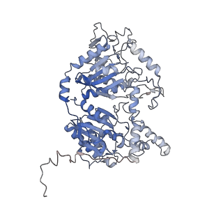 28846_8f3d_E_v1-1
3-methylcrotonyl-CoA carboxylase in filament, beta-subunit centered