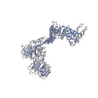 28867_8f5p_B_v1-1
Structure of Leishmania tarentolae IFT-A (state 2)