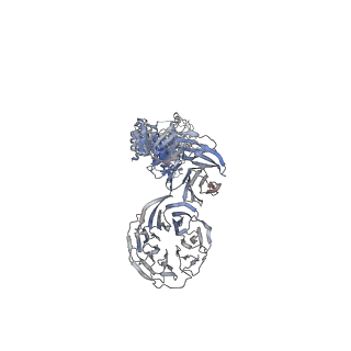 28867_8f5p_C_v1-1
Structure of Leishmania tarentolae IFT-A (state 2)