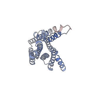31456_7f53_R_v1-1
Cryo-EM structure of a-MSH-MC4R-Gs_Nb35 complex
