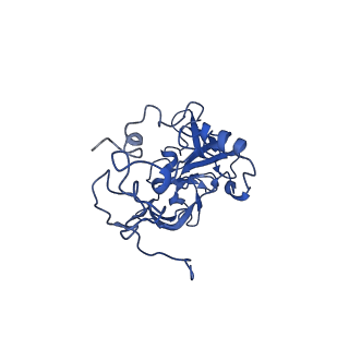 31465_7f5s_LA_v1-0
human delta-METTL18 60S ribosome
