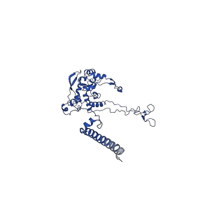 31465_7f5s_LC_v1-0
human delta-METTL18 60S ribosome