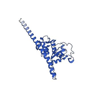 31465_7f5s_LF_v1-0
human delta-METTL18 60S ribosome