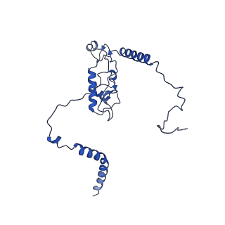 31465_7f5s_LL_v1-0
human delta-METTL18 60S ribosome