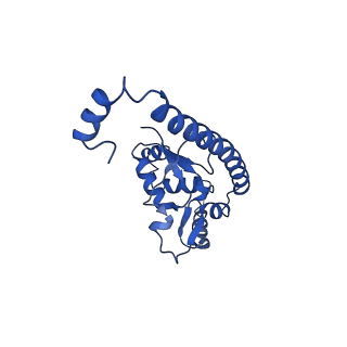 31465_7f5s_LO_v1-0
human delta-METTL18 60S ribosome