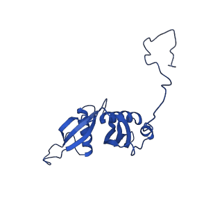31465_7f5s_LS_v1-0
human delta-METTL18 60S ribosome