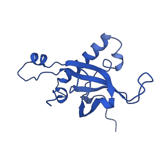 31465_7f5s_LZ_v1-0
human delta-METTL18 60S ribosome