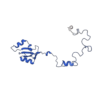 31465_7f5s_La_v1-0
human delta-METTL18 60S ribosome