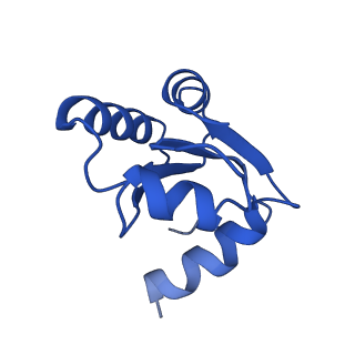 31465_7f5s_Lc_v1-0
human delta-METTL18 60S ribosome