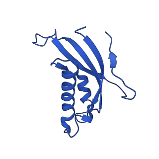 31465_7f5s_Ld_v1-0
human delta-METTL18 60S ribosome