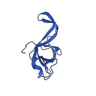 31465_7f5s_Lf_v1-0
human delta-METTL18 60S ribosome