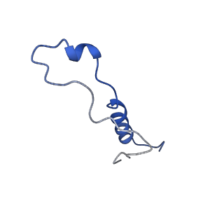 31465_7f5s_Ll_v1-0
human delta-METTL18 60S ribosome