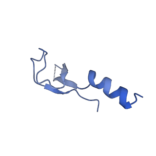 31465_7f5s_Lm_v1-0
human delta-METTL18 60S ribosome