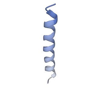 31465_7f5s_Ln_v1-0
human delta-METTL18 60S ribosome